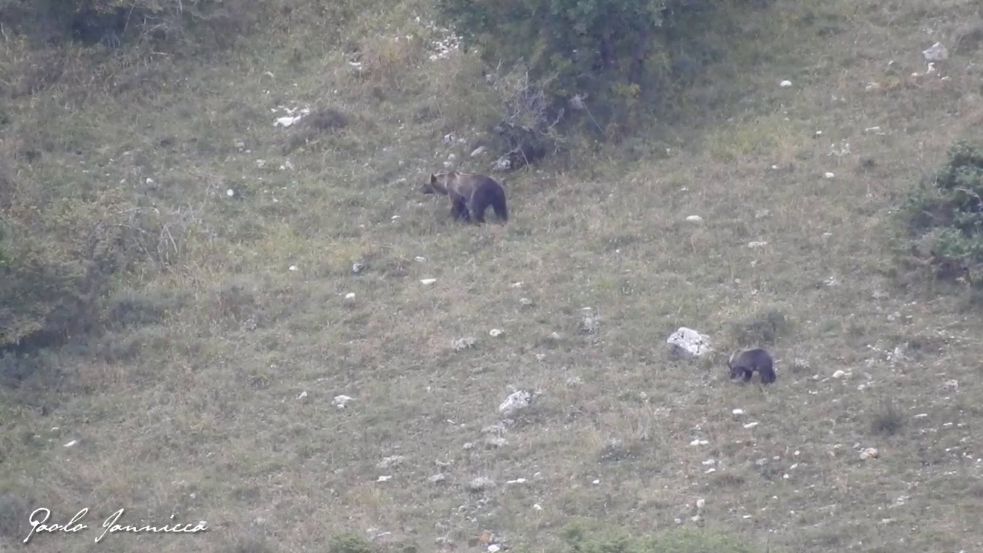 Videonatura / L'orso bruno marsicano ha bisogno di nuovi territori