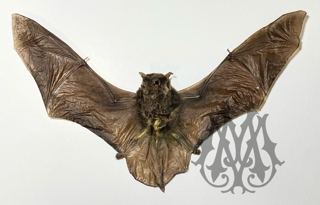Pipistrello reale - Pipistrellus tenuis Ali aperte +-20cm.