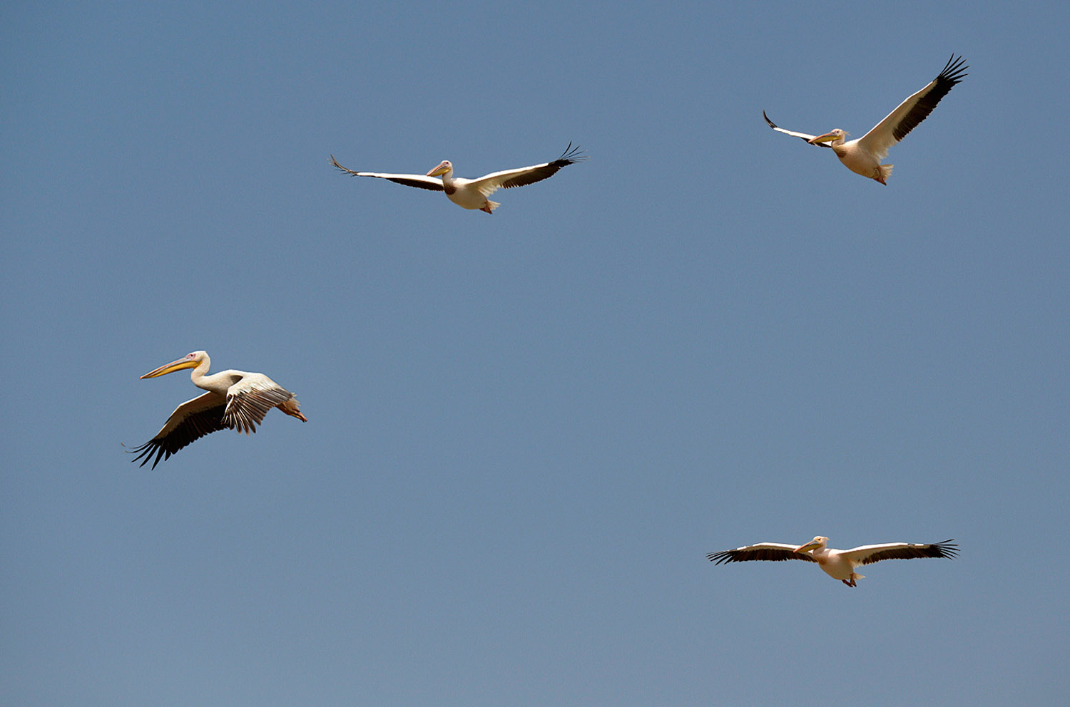 Great White Pelicans, lago Zway, lake Zway