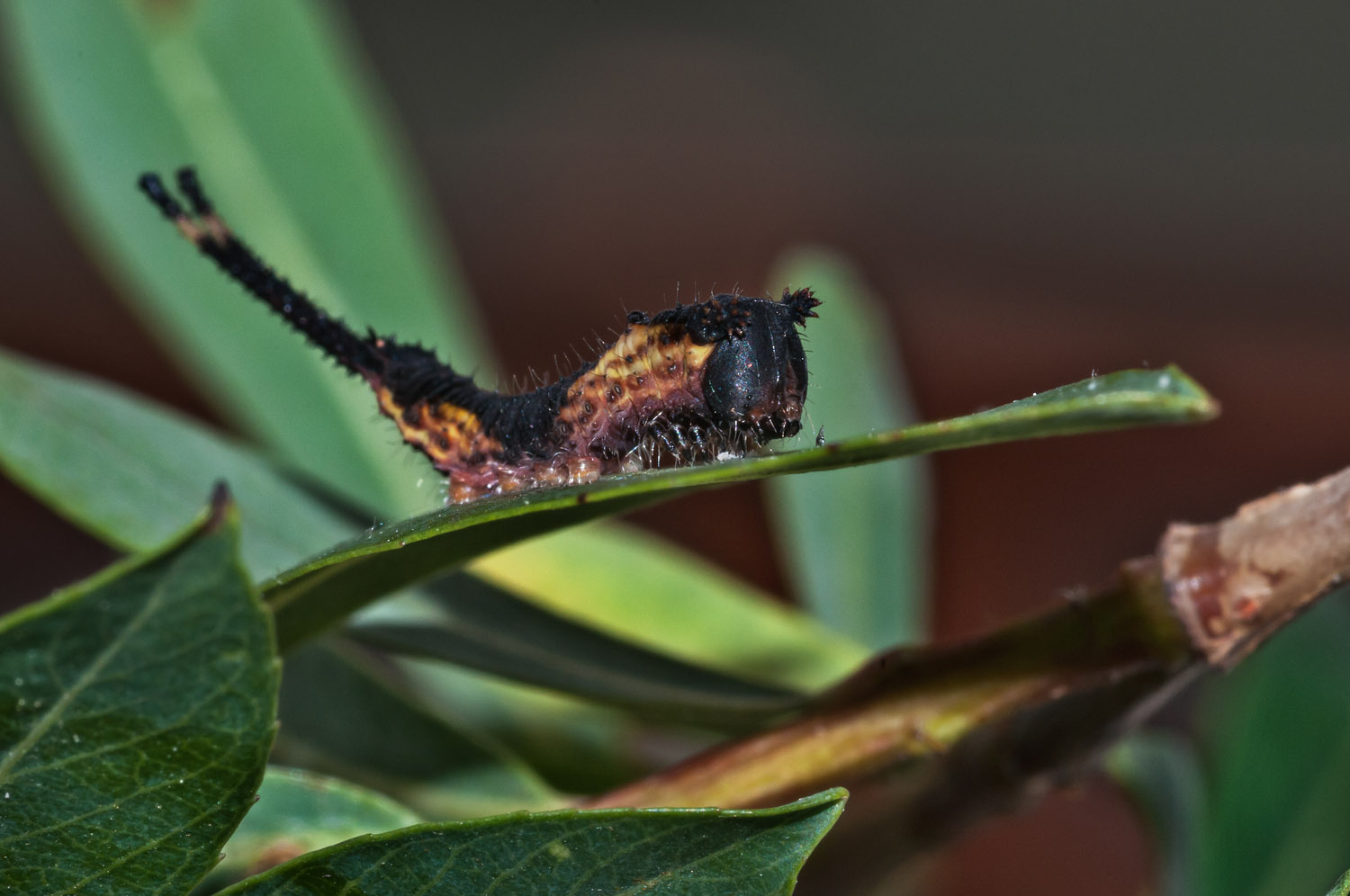 Puss Moth caterpillar after the 2nd ecdysis