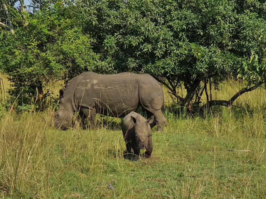 Cartoline dal mondo - Zawi Rhino sanctuary, Uganda