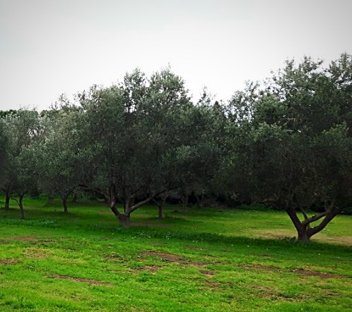 Olivi nel Parco di Tor Fiscale