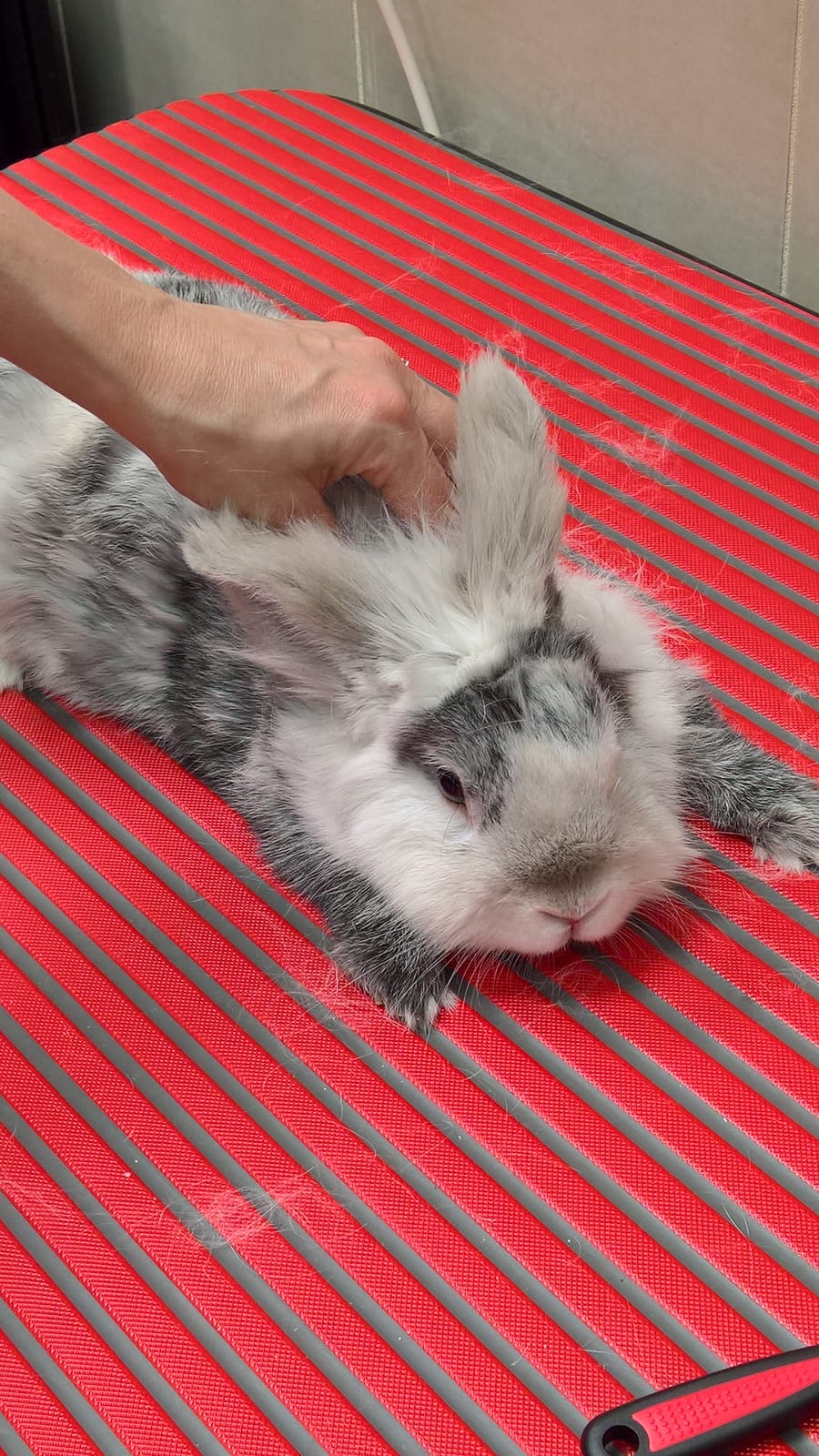 Anche i coniglietti hanno bisogno di un bel trattamento di spazzolatura e pulizia