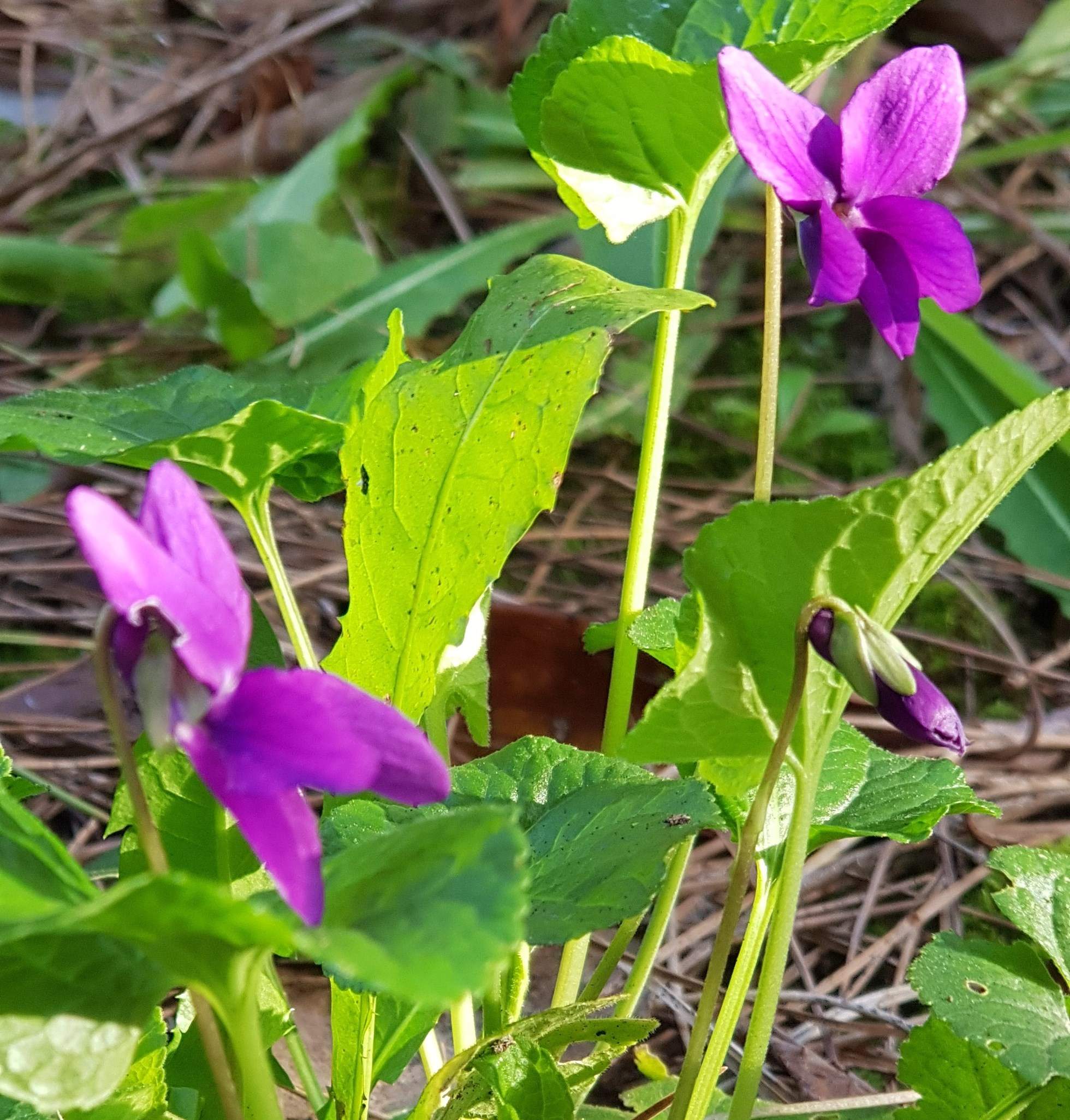 Ciclamini urbani