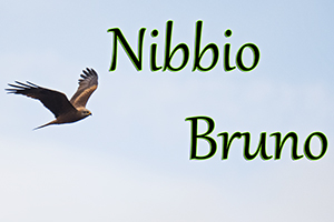 Nibbio Bruno-anteprimajpg