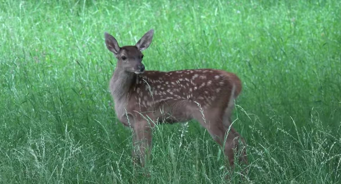La favola del Bambi, videopoesia a Villetta Barrea