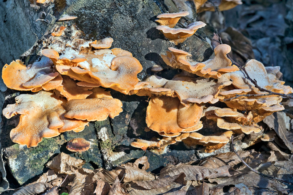 Funghi lignicoli, wooden fungi