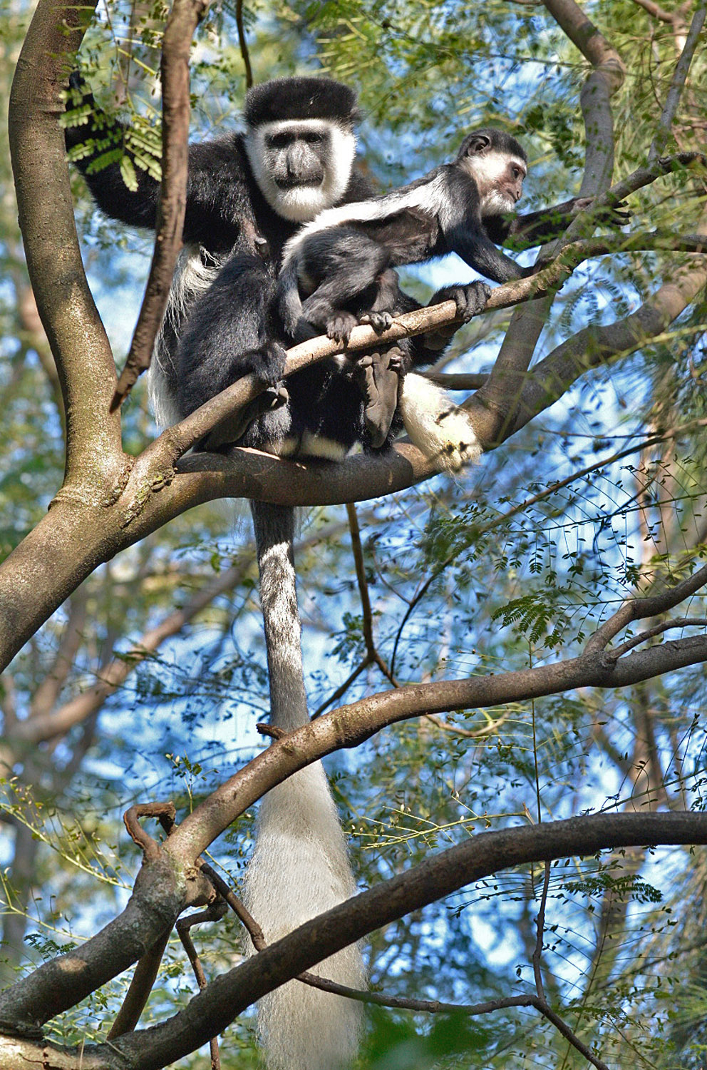 Abyssinian Black-and-white Colobus monkey with its cub, lago Awasa, lake Awasa
