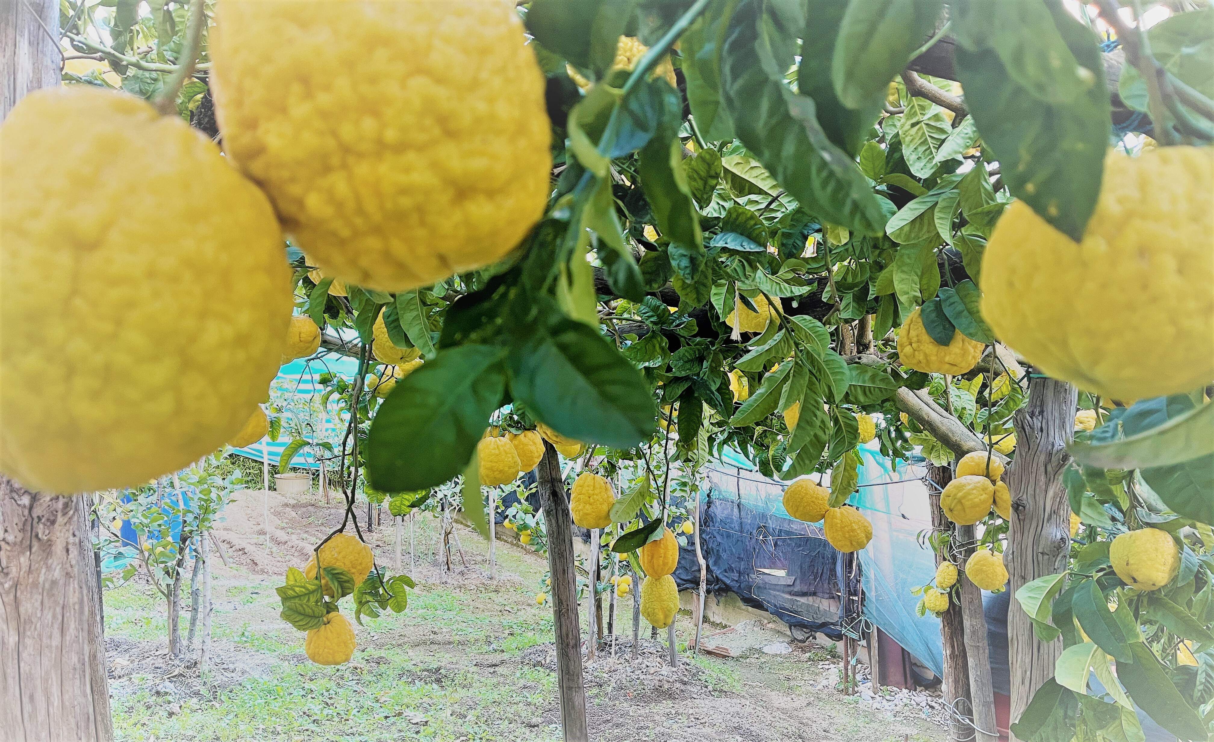 Amalfi Coast Lemons Information and Facts