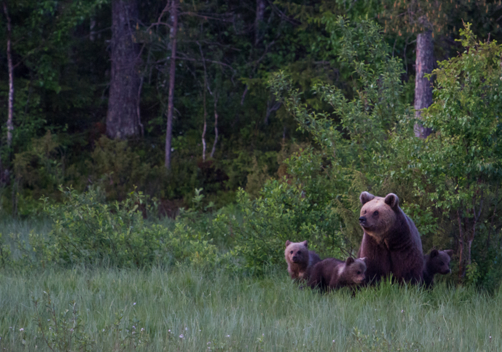 Finlandia:  femmina e piccoli di orso bruno
