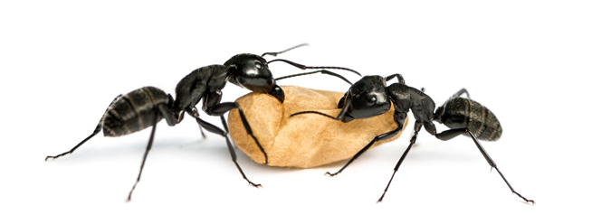disinfestazione formiche firenzejpg