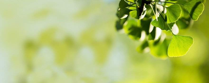 L'albero del secolo: Ginko