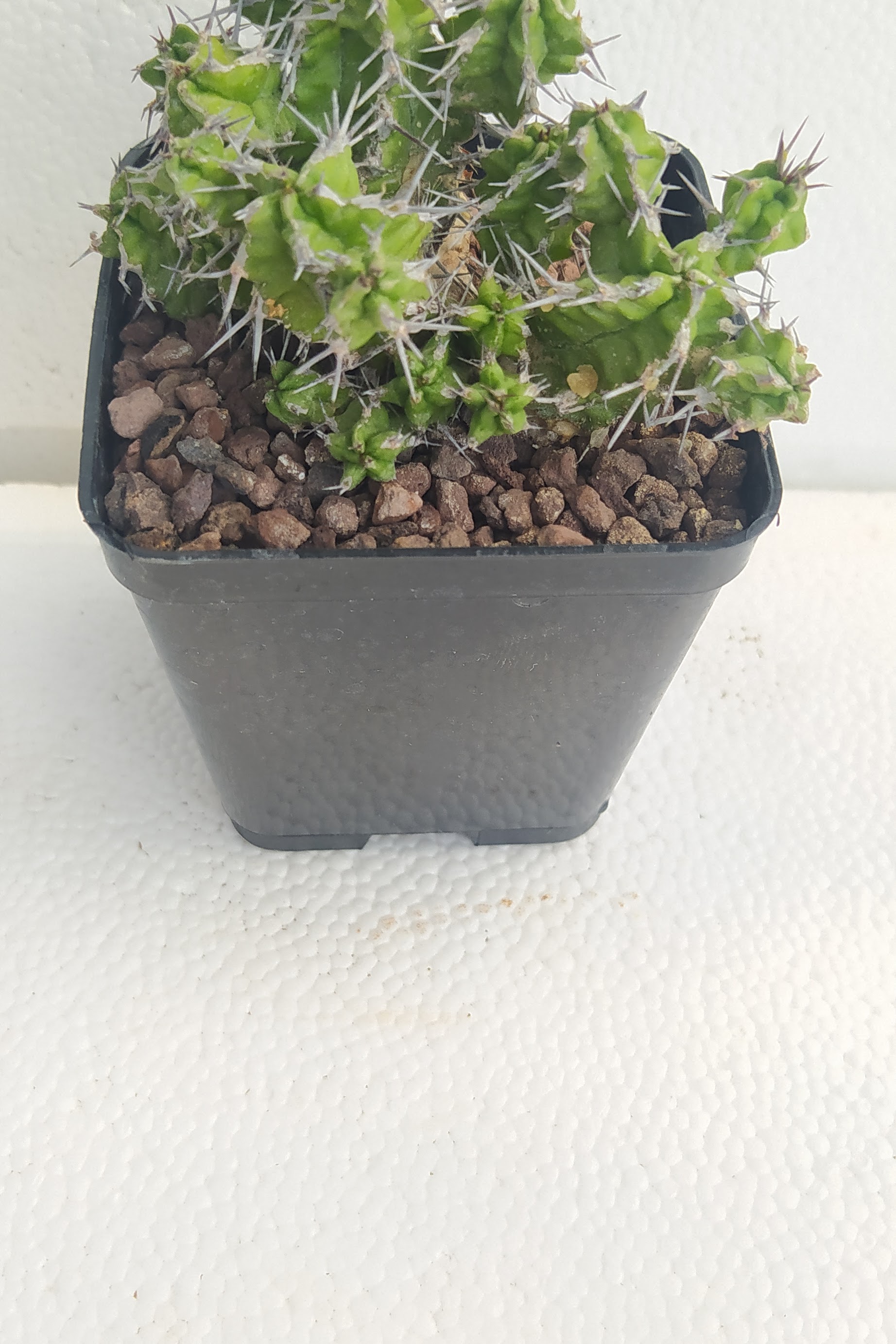 Euphorbia Mitriformis