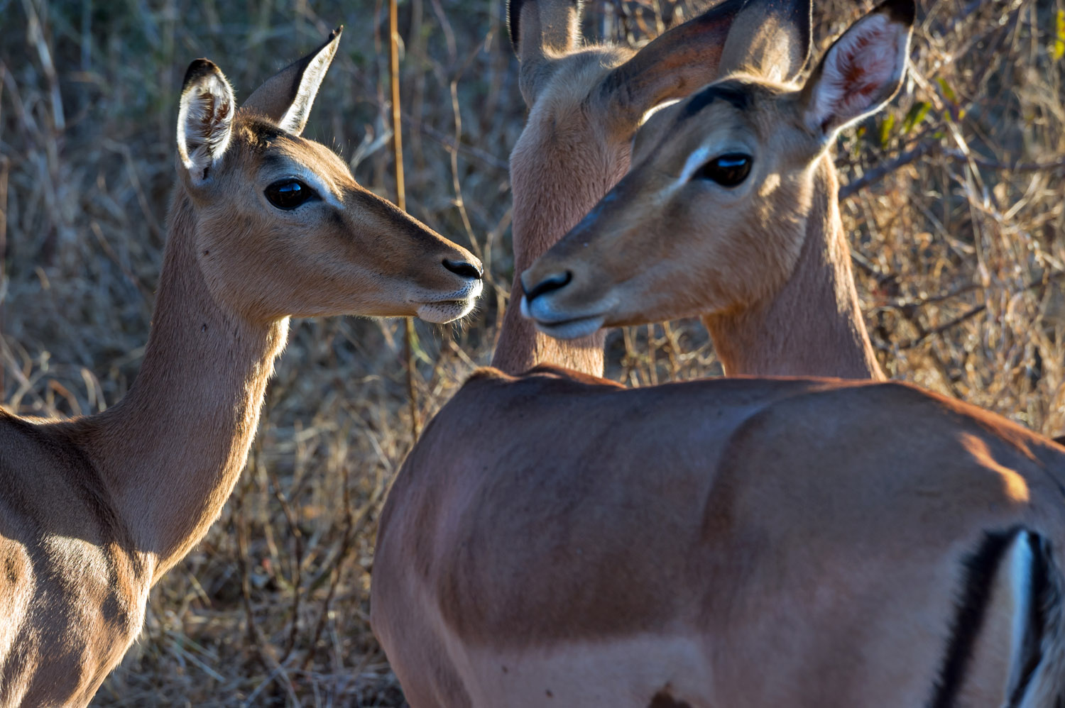 females Impala, Kruger NP
