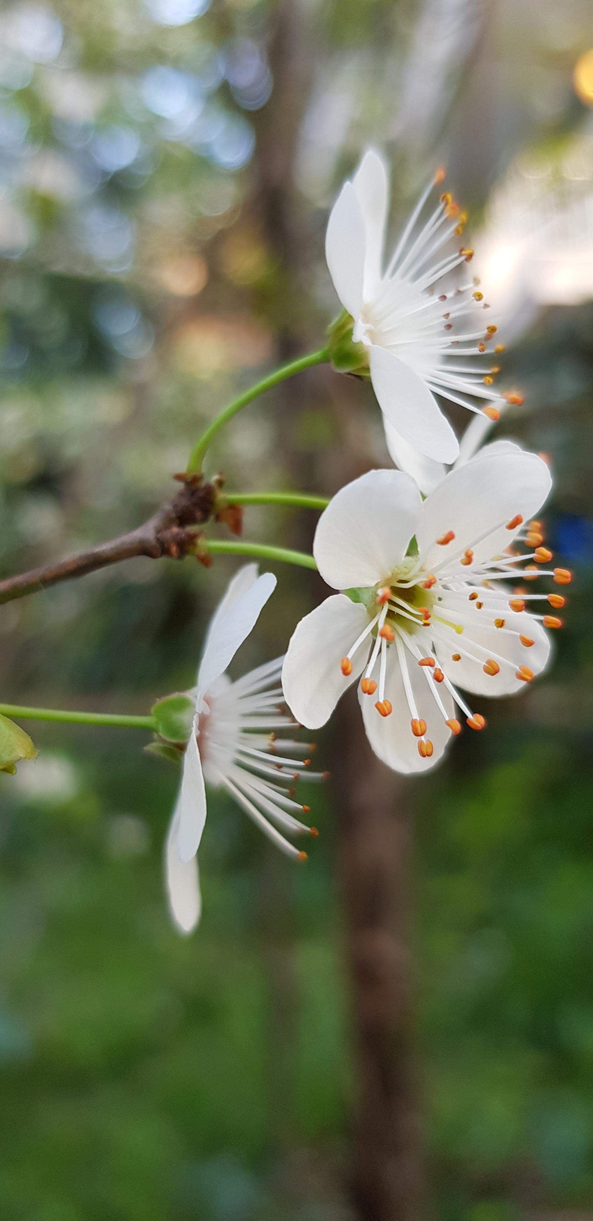 Fiore di pruno