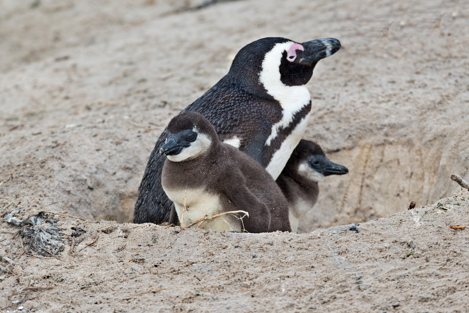 Jackass Penguins, Boulders Beach