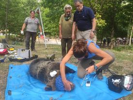 intervento veterinario su un orso foto di una veterinariajpg