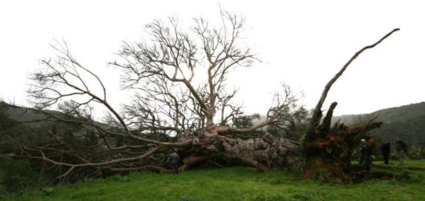 Sardegna, crowdfunding del comune per far "risorgere" l'antico pino