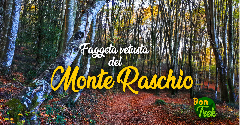 Faggeta del m. Raschio (Oriolo) patrimonio UNESCO