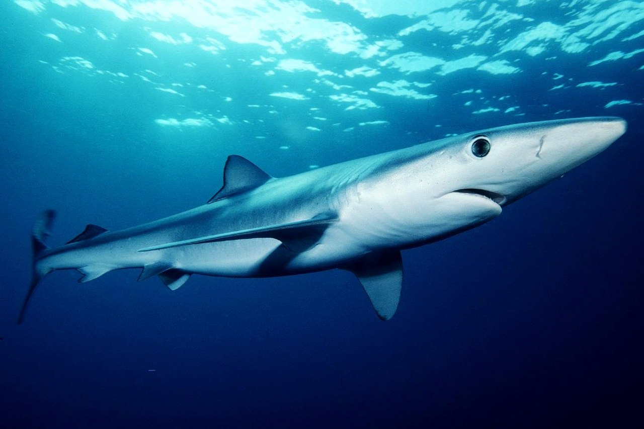 Elife, un concorso fotografico per "salvare" gli squali nel Mediterraneo