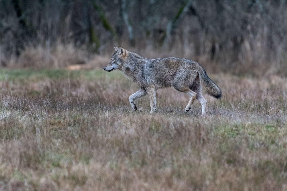 Lupo (Canis lupus), Wolf