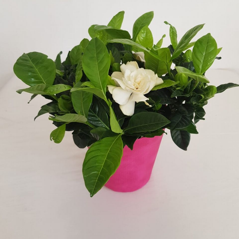 Gardenia in vaso