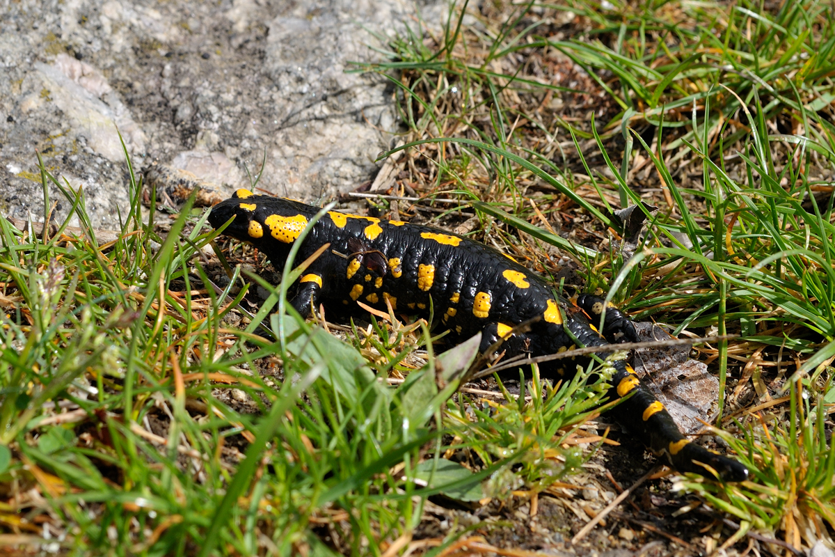 Salamandra pezzata - Salamandra salamandra