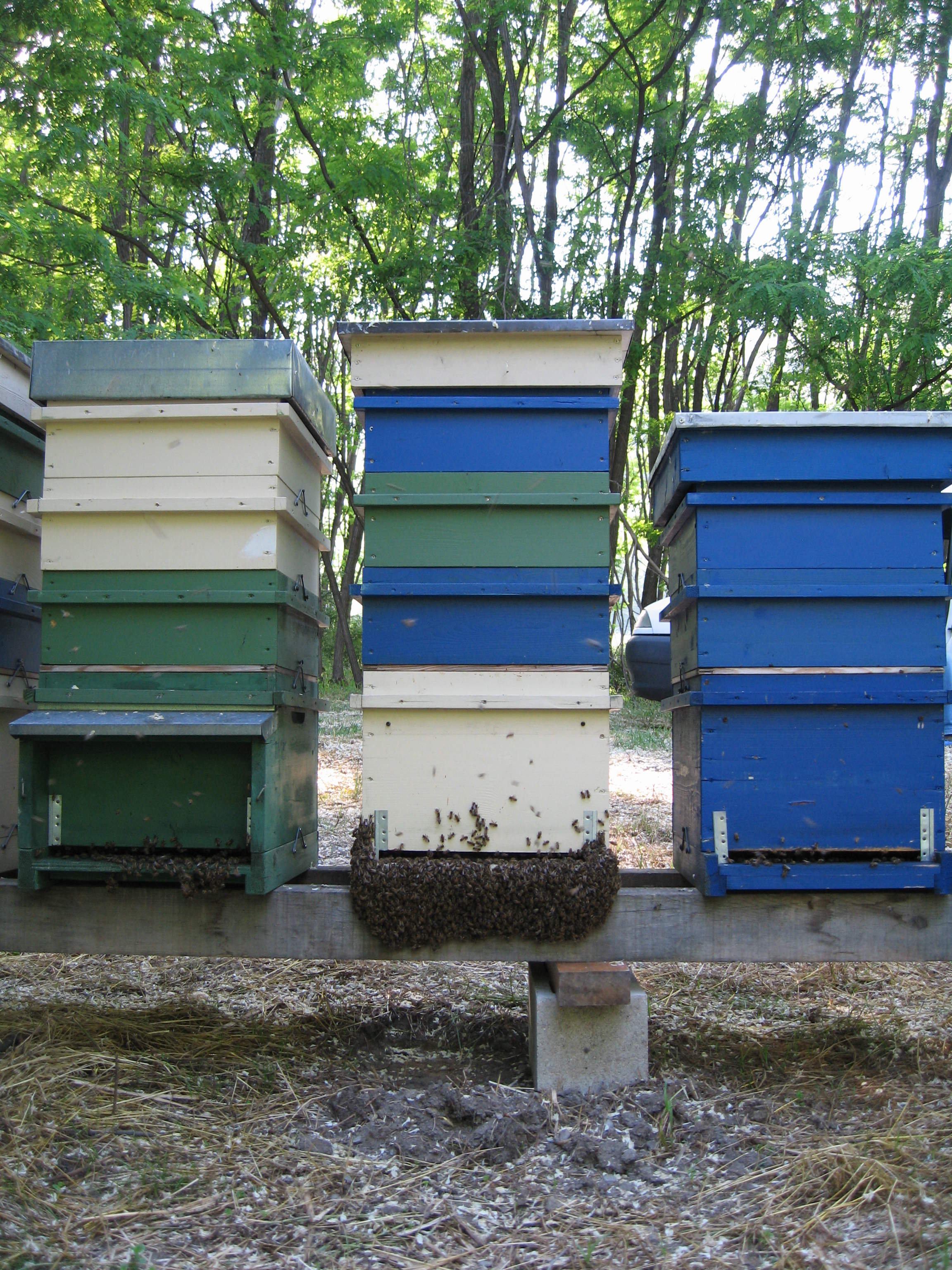 Quando la famiglia è molto numerosa e fà caldo le api si posizionano anche all'esterno dell'arnia.