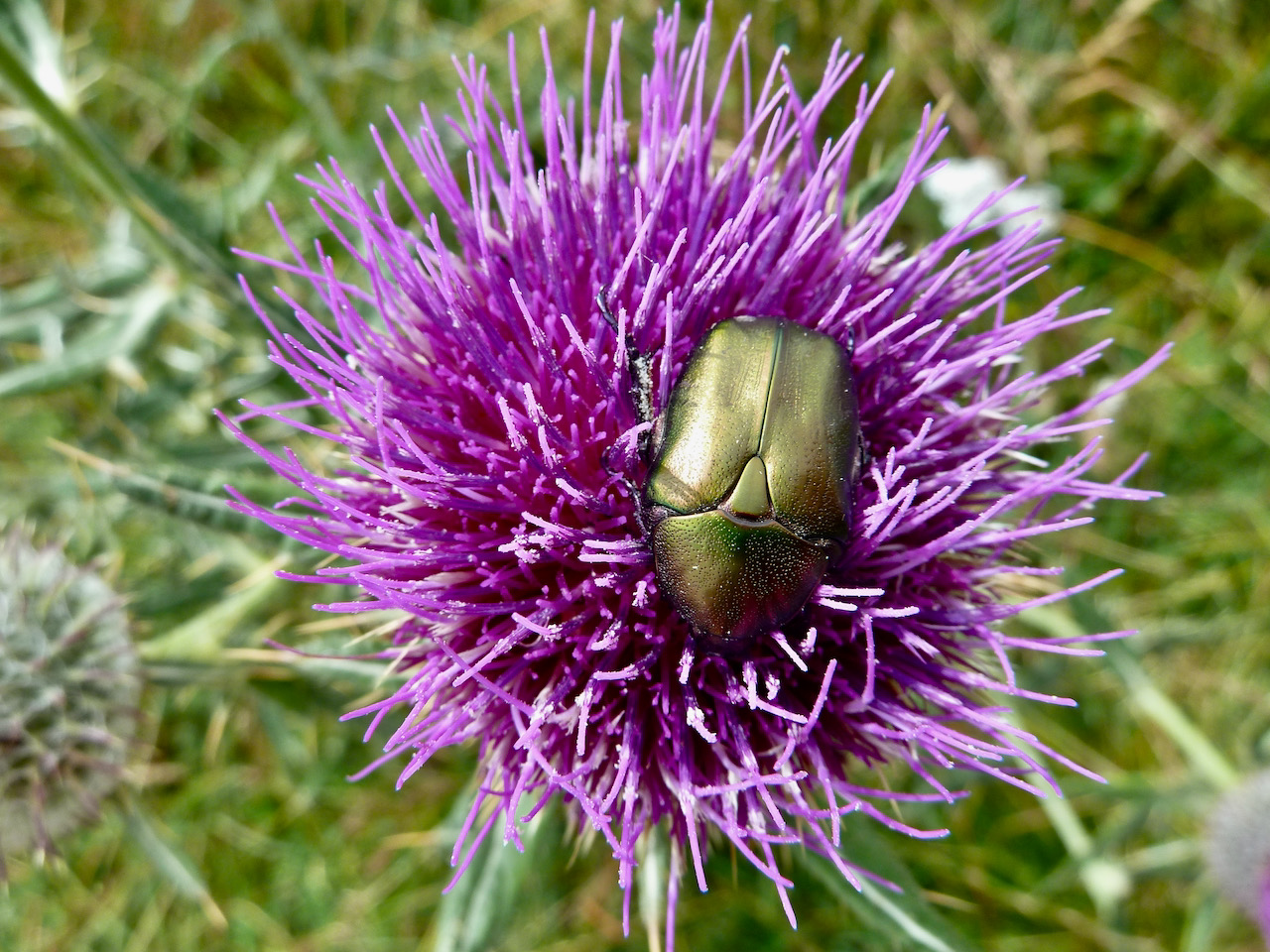 Armonia, insetto, fiore, Monte Bondone, Trentino, Italia