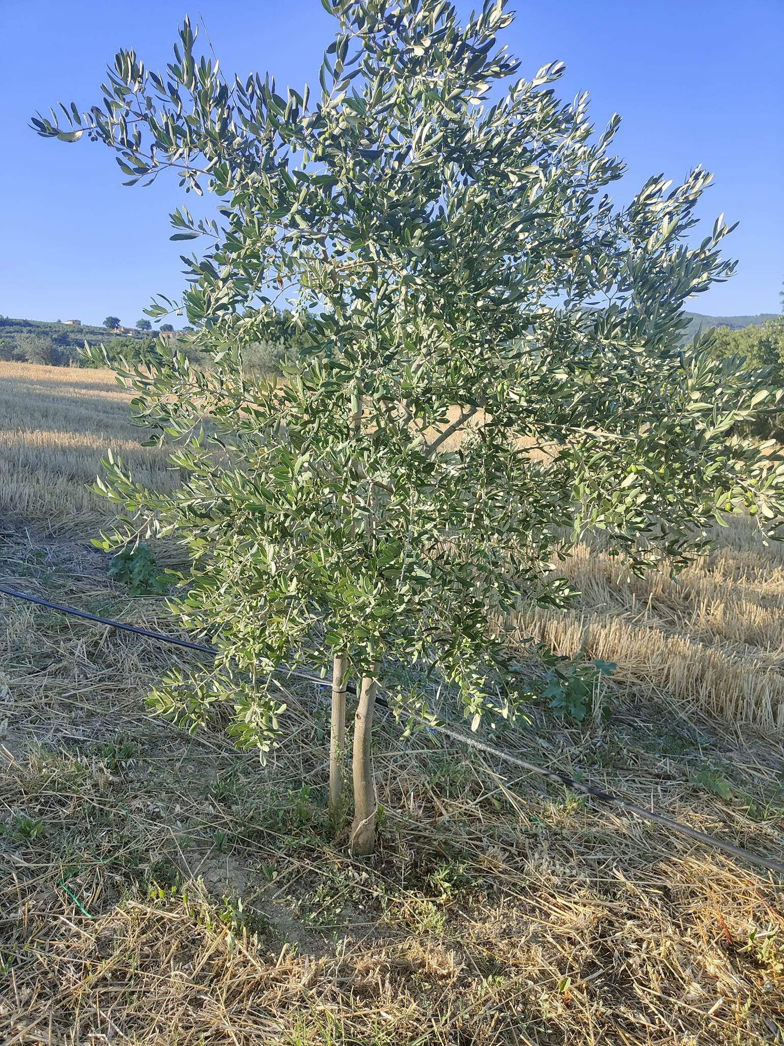 L'importanza dell'irrigazione in olivicoltura