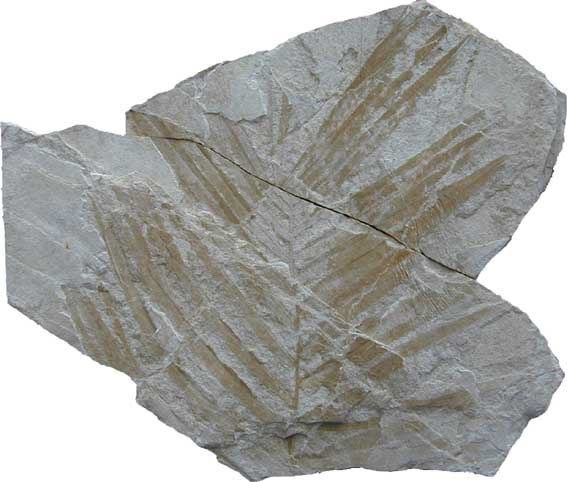 I nostri fossili al geoparco di Palena, storia di mare sulla Maiella