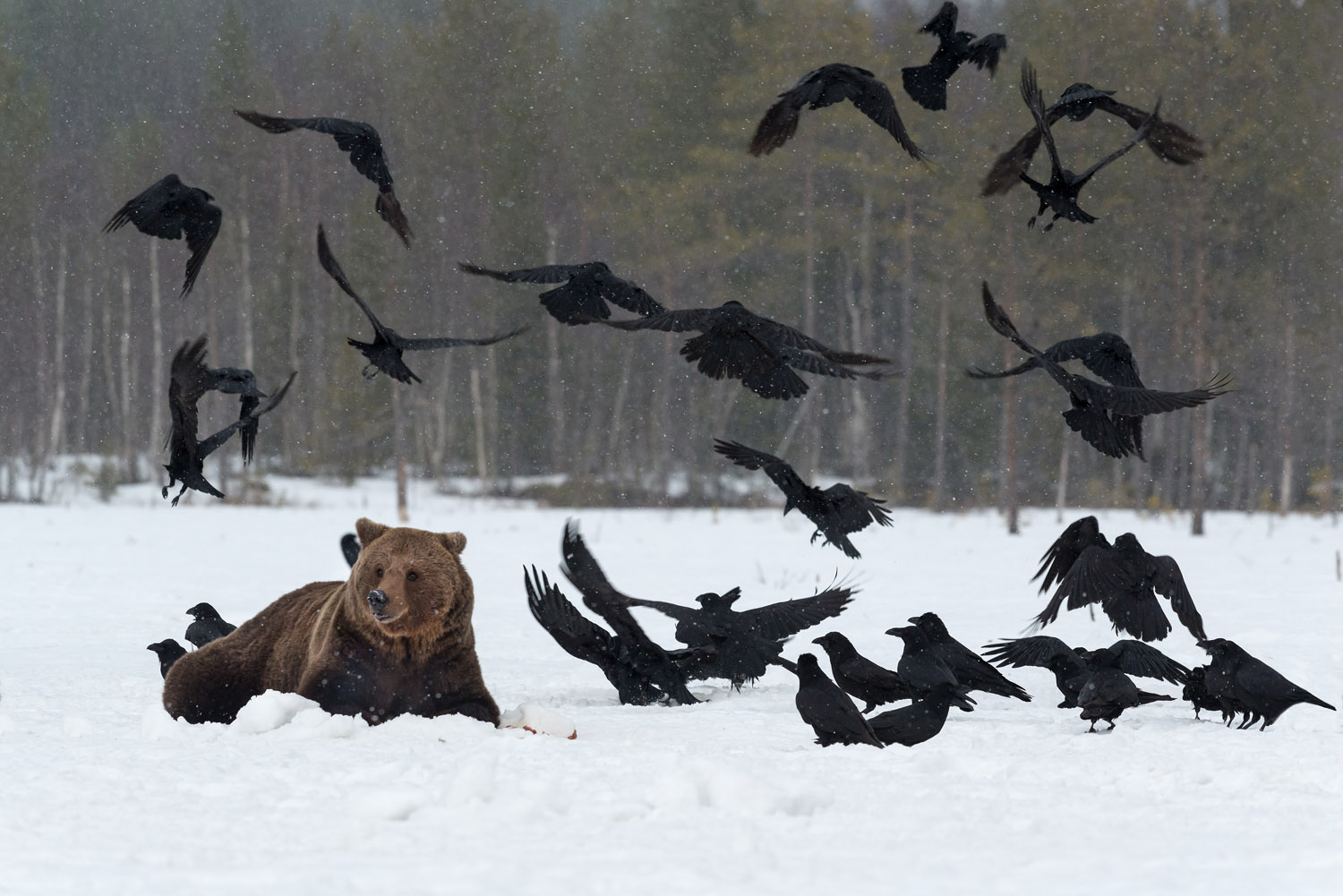 Brown Bear (Ursus arctos) and Ravens (Corvus corax)