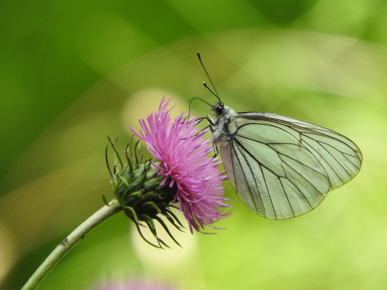 Armonia, farfalla, fiore, Lavarone, Trentino, Italia