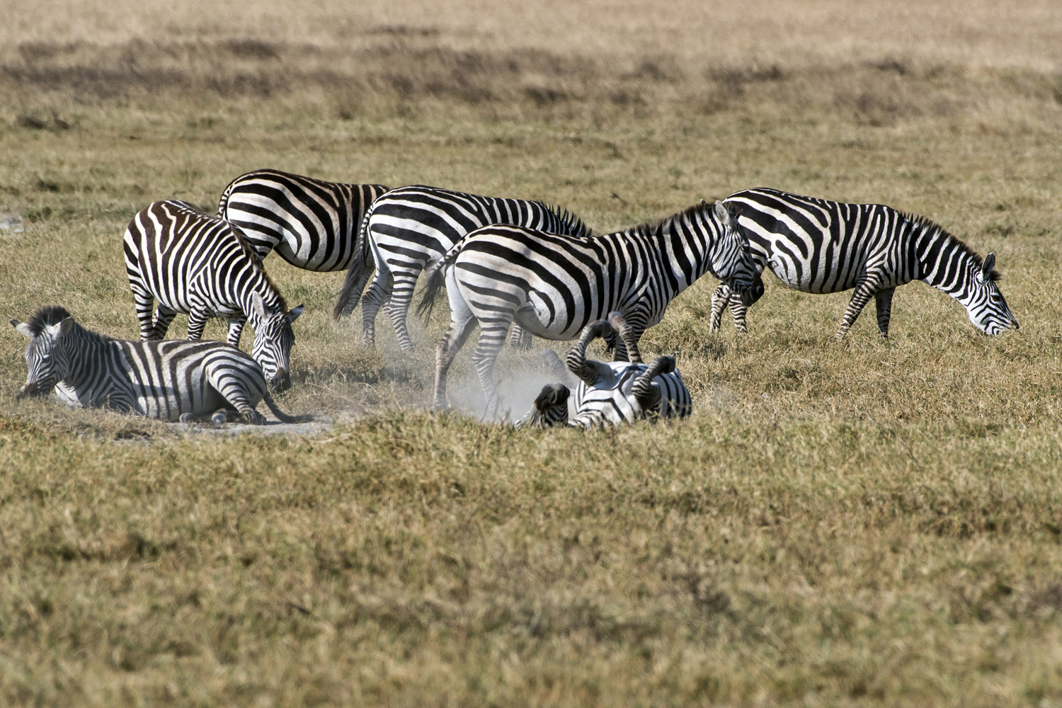 parco nazionale di Ngorongoro, Ngorongoro NP