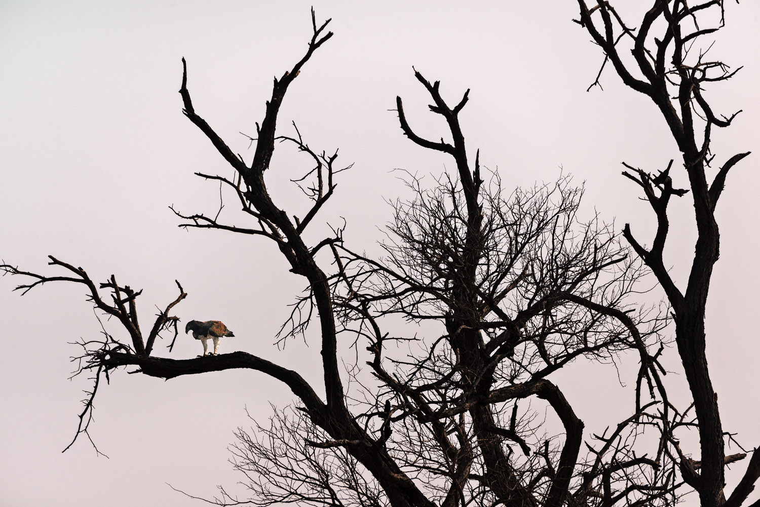 Martial Eagle, PN Kruger, Kruger NP