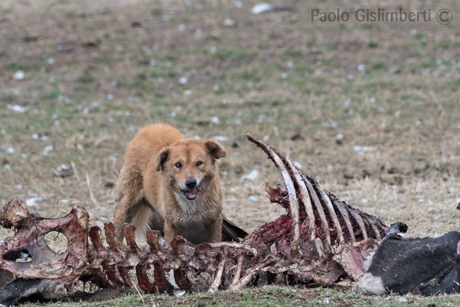 Stray dog on the carcass of a cow