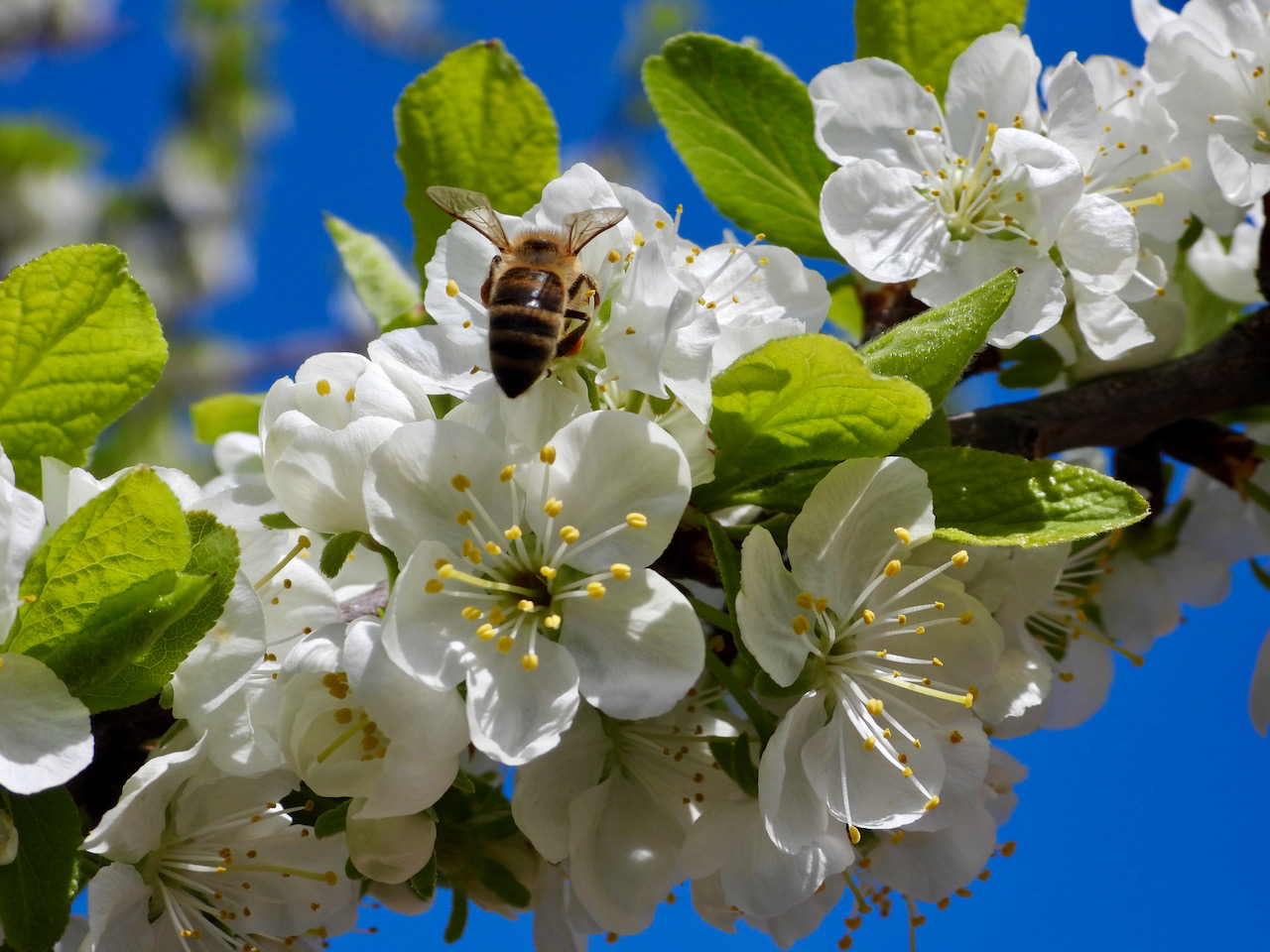 Armonia, ape, fiori di melo, primavera, Trento, Italia