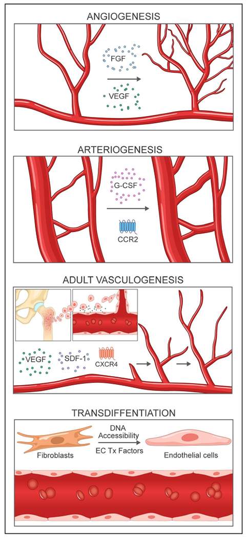 Nuove direzioni nell'angiogenesi terapeutica e nell'arteriogenesi nella malattia arteriosa periferica