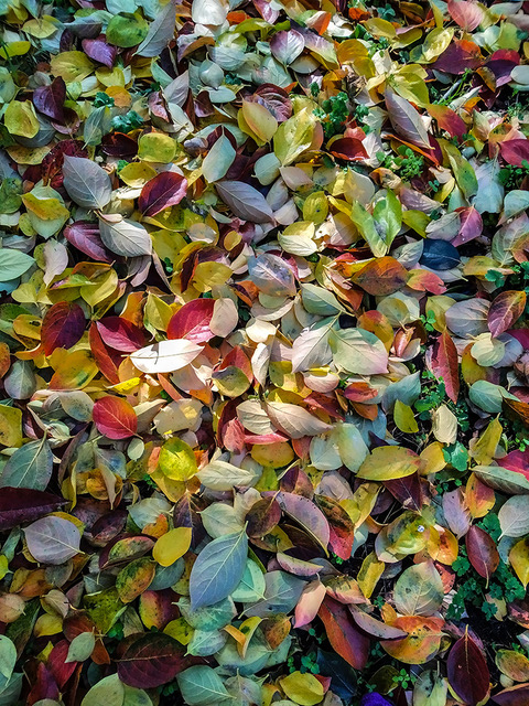 i colori delle foglie d autunno ph Giovanna Dal Magrojpgjpeg
