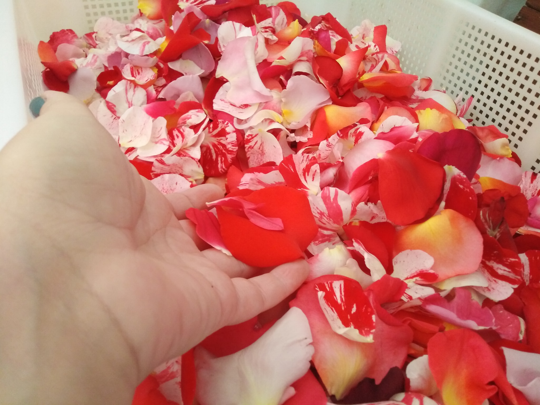 Confettura di petali di rose (29 varianti diverse di rose) PICCANTE