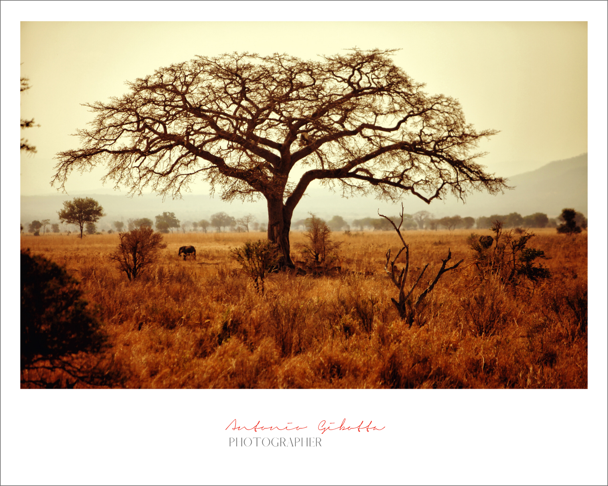 African Baobab_7