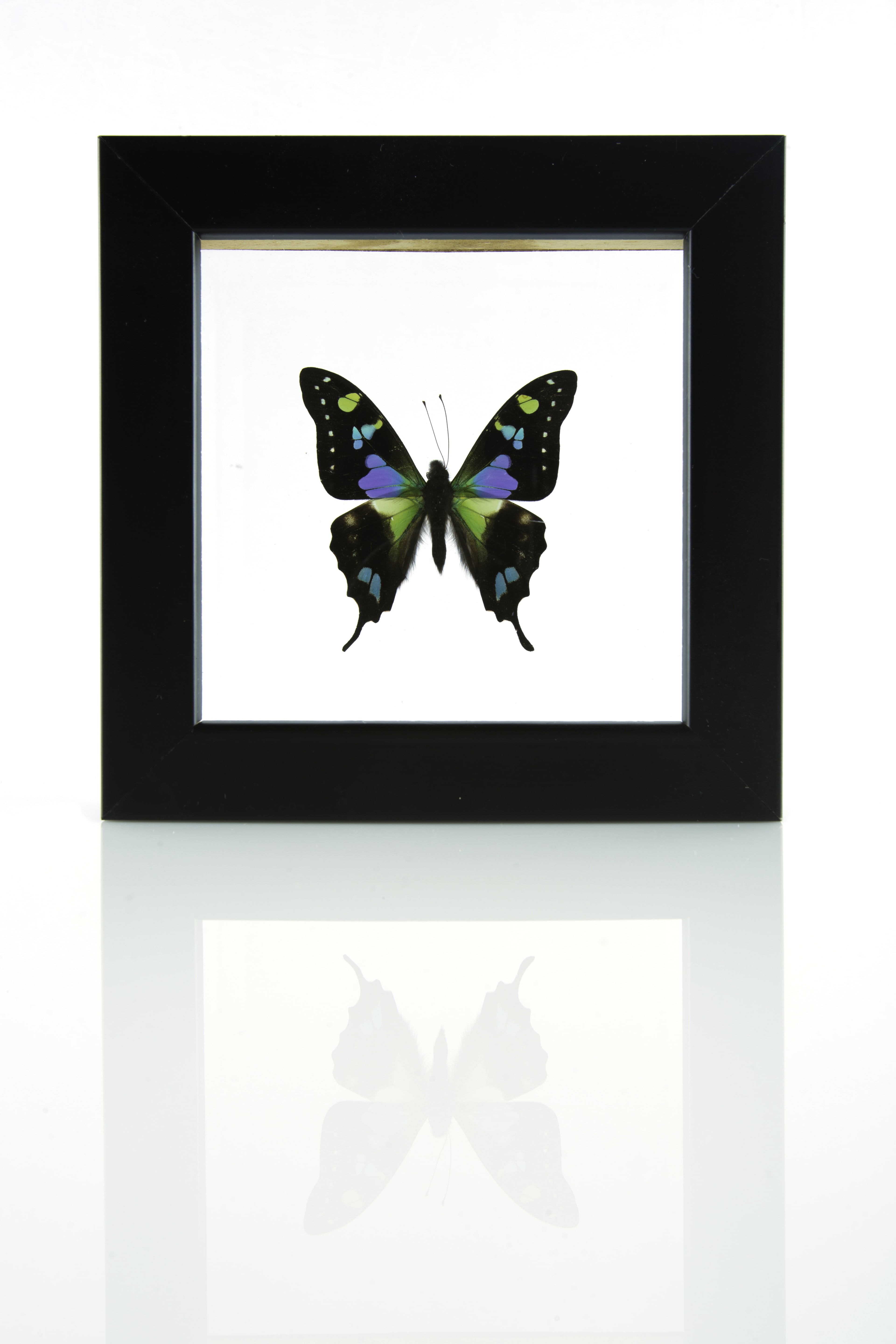 Graphium weiskei