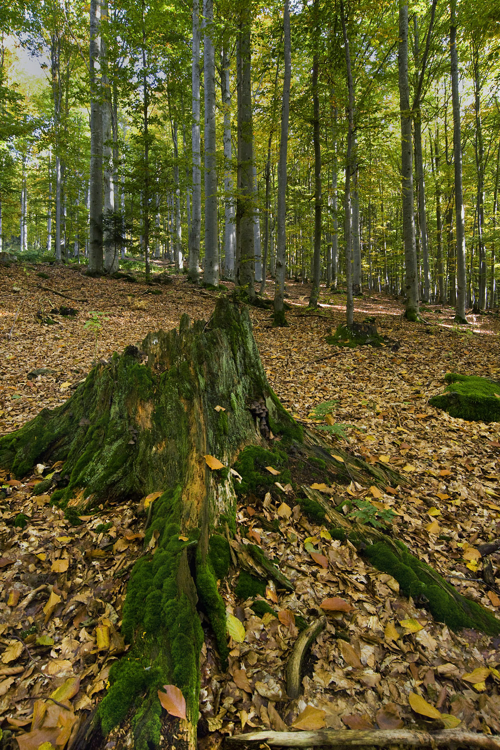 Bayerischerwald NP
