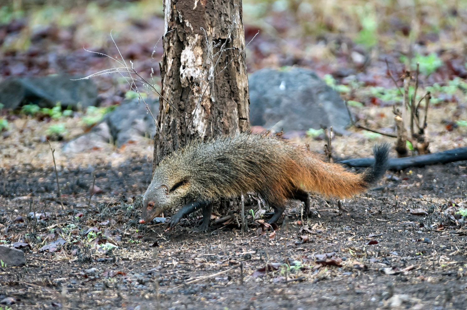 Striped-necked Mongoose, Nagarhole NP, Karnataka