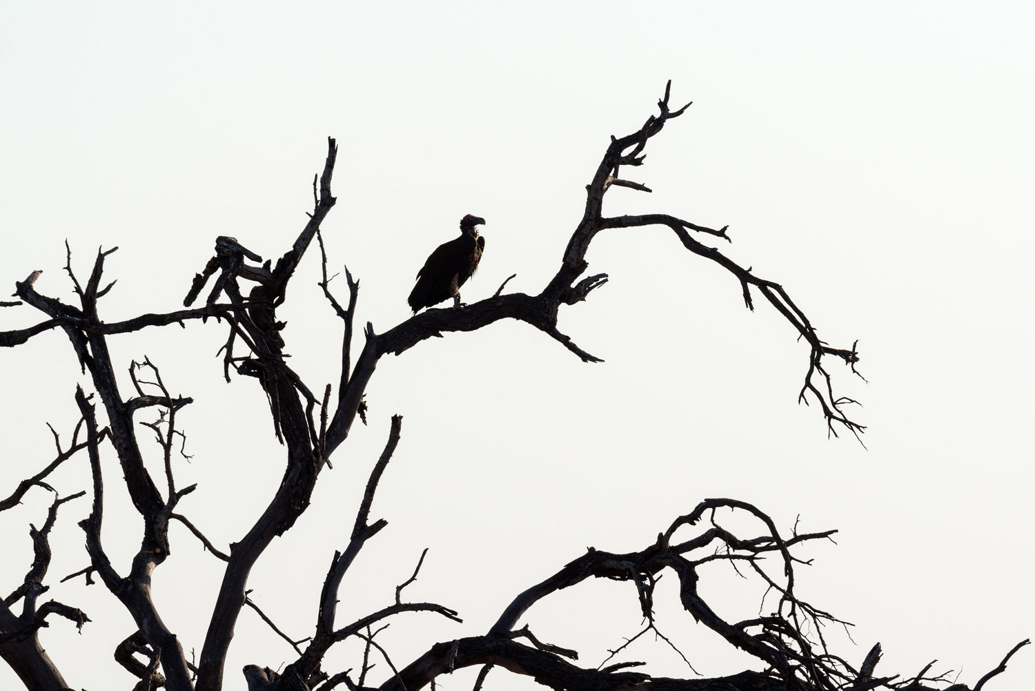 Cape Griffon or Cape Vulture, Kruger NP