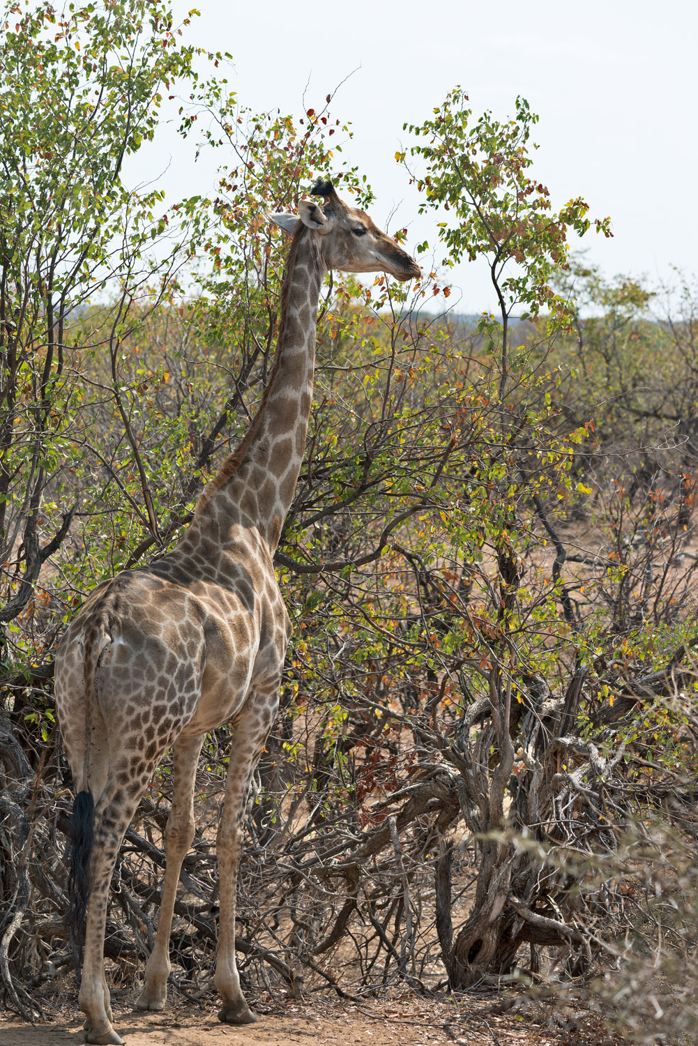 South African Giraffe, PN Kruger, Kruger NP