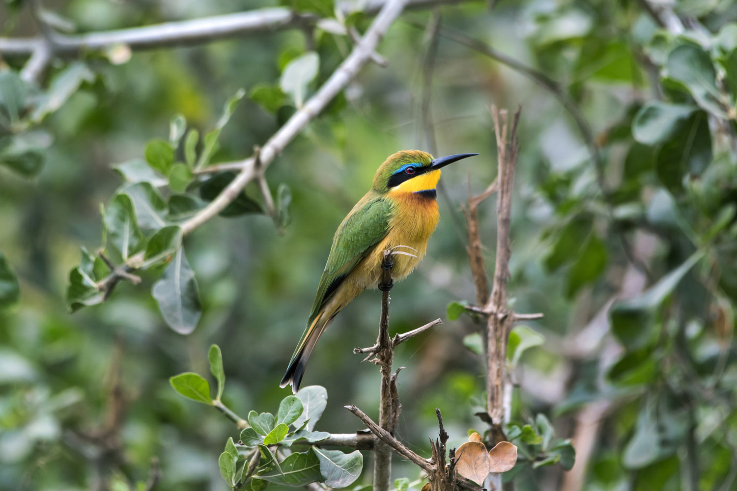 Little Bee-eater, Serengeti NP