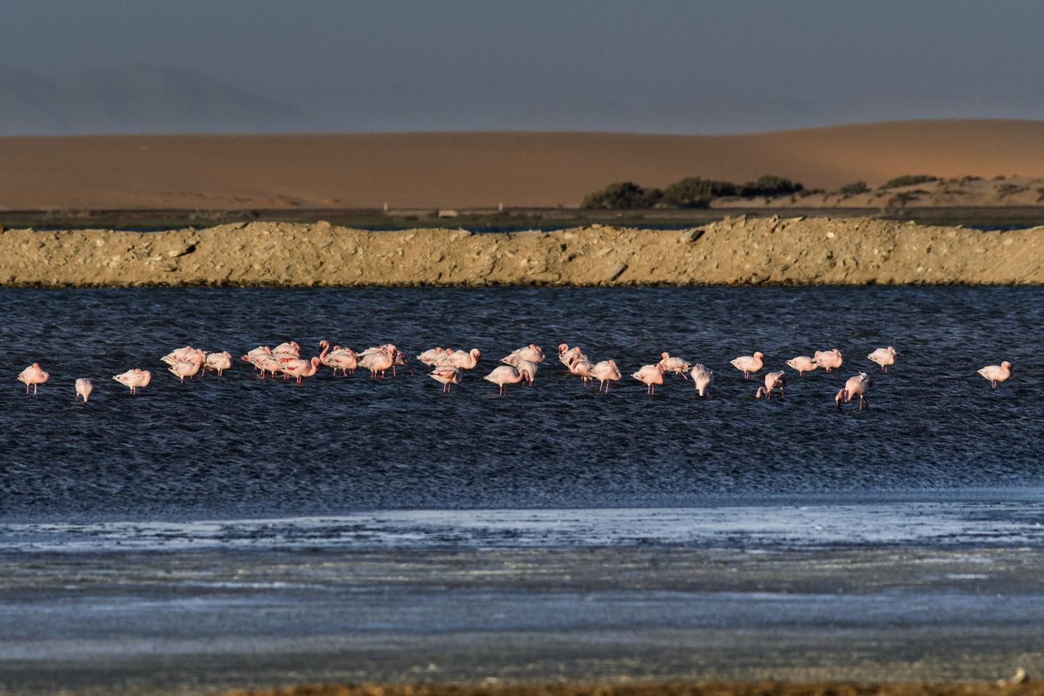 Lesser Flamingos, Dorob NP