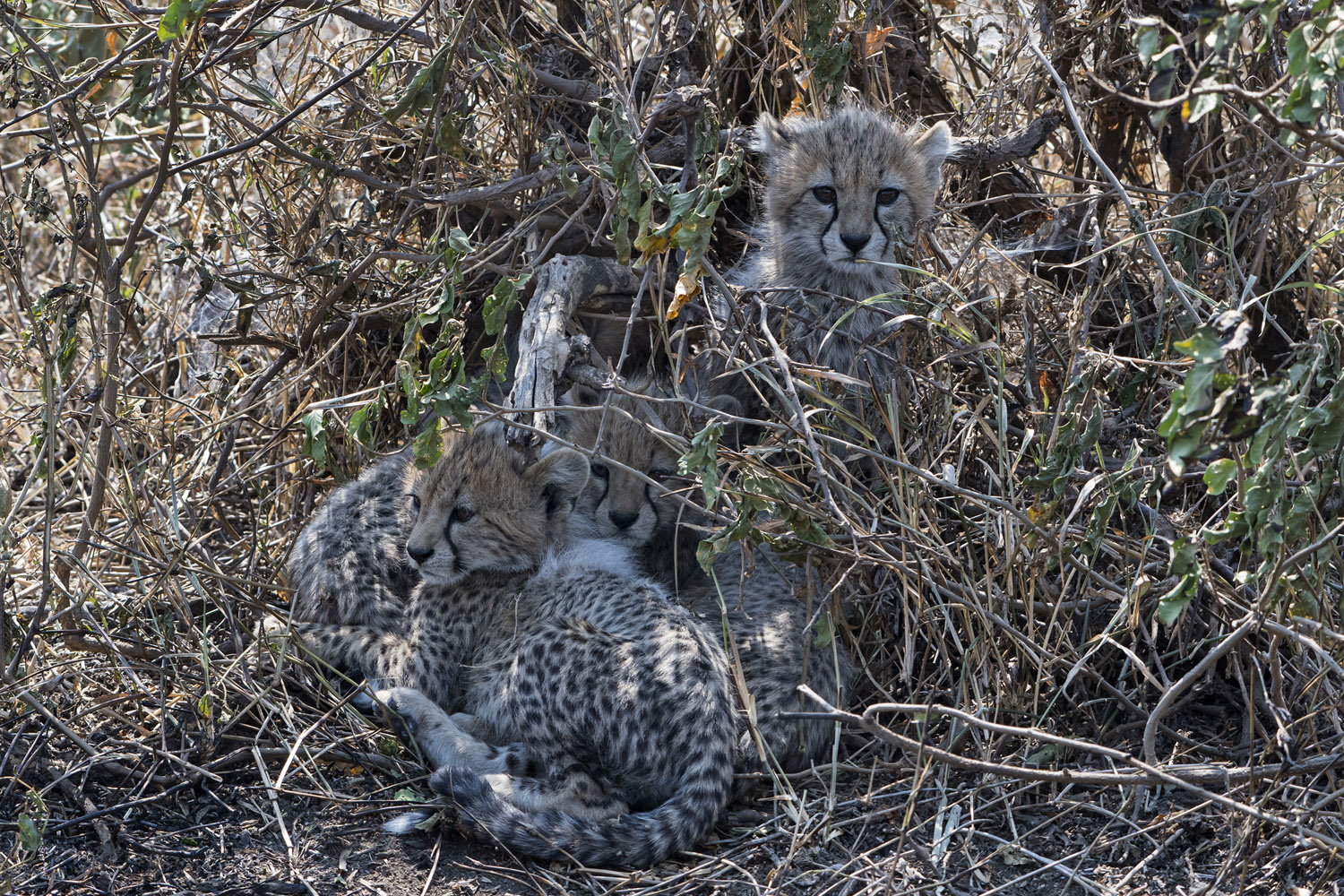 Cheetah cubs, Ngorongoro NP